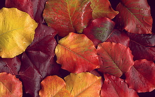 photograph of yellow and red leaves