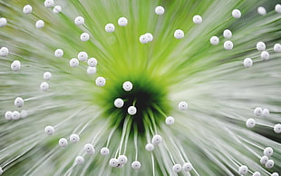 close up photography of white and green flower