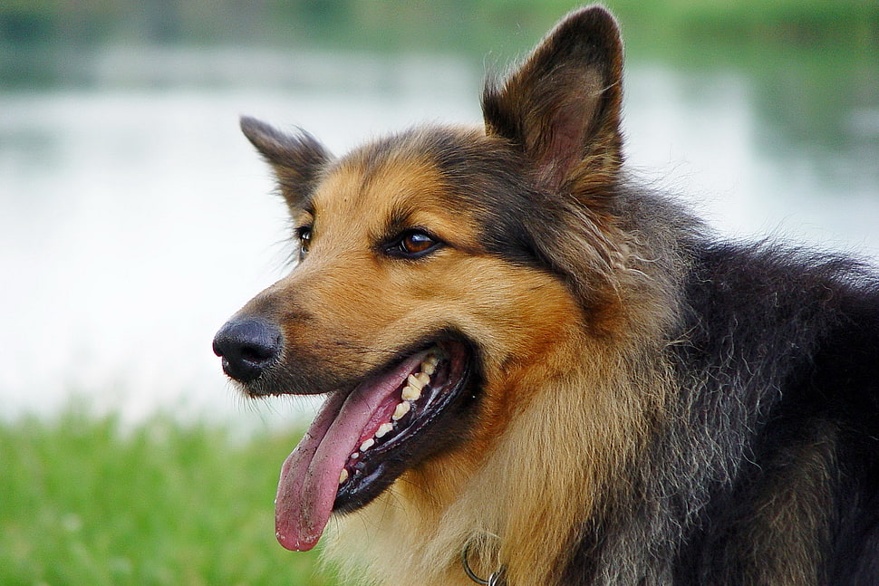 brown and black German Shepherd HD wallpaper