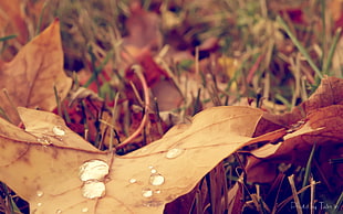shallow focus photography of brown leaf