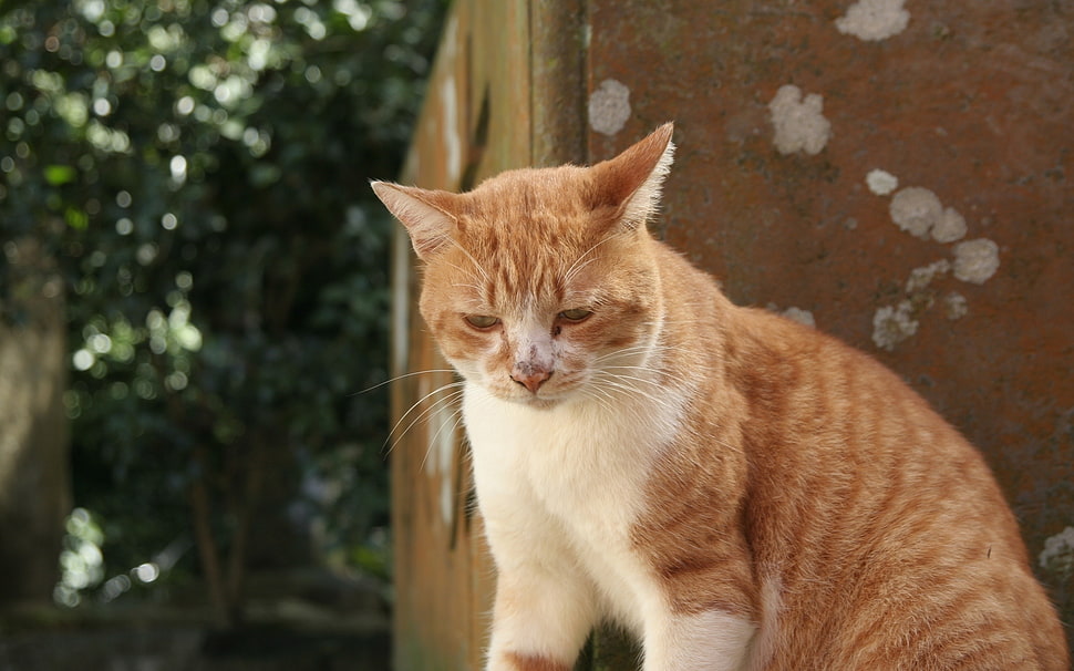 orange and white tabby cat sitting HD wallpaper