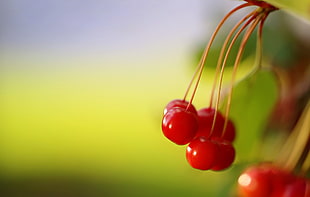 selective focus photography of cherries