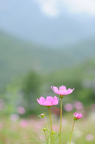selective photograph of pink Cosmos flower HD wallpaper