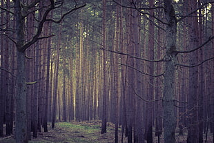 standing trees on the forest HD wallpaper