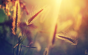 selective focus photography of grass, HDR, nature, spikelets, sunlight HD wallpaper
