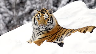 Bengal tiger on snow HD wallpaper