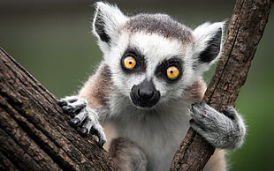 photography of Ring-tailed Lemur in between tree branch
