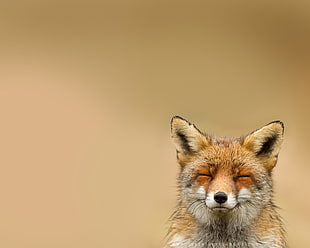 shallow focus photography of brown and white fox
