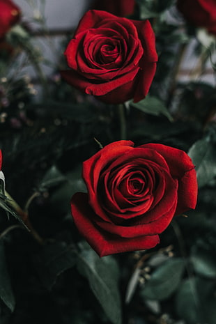 red rose, Rose, Flower, Bud