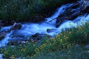 bed of yellow flowers near body of water
