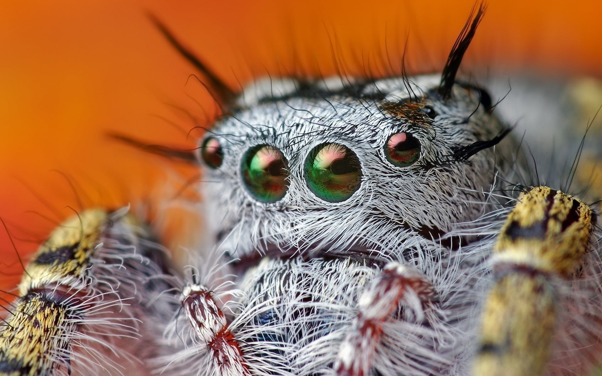 macro photography of Jumping Spider