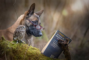 dog and owl reading black book HD wallpaper