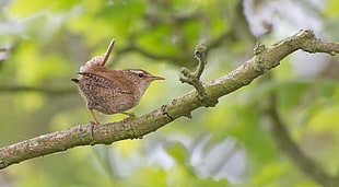 brown and gray bird on the branch of the tree during daytime, wren, willow, hickling, norfolk, england