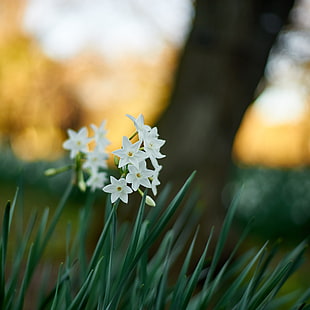 macro photography of white 5-petaled flower HD wallpaper