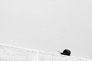 selective photography of black snail crawling on white cement