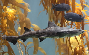 gray and black iridescent shark, animals, shark, nature HD wallpaper