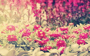 pink flowers, plants, flowers HD wallpaper