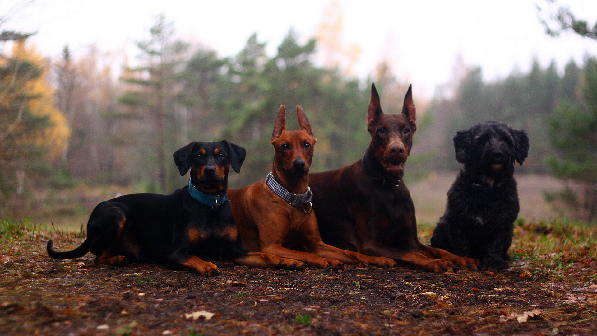 coated doberman