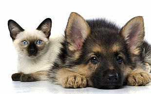 German Shepherd puppy and siamese kitten photo HD wallpaper
