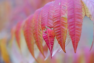 red leaf plant HD wallpaper