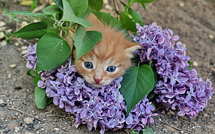 orange Tabby kitten hiding behind purple petaled flowers