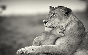 greyscale photo of tiger and cub HD wallpaper