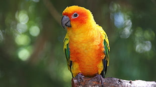 yellow and green bird in cage, birds, parrot, conure