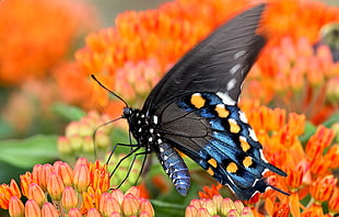 Spicebush swallowtail butterfly in closeup photo, milkweed
