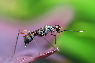 macro photo of a grey and black fly on brown leaf