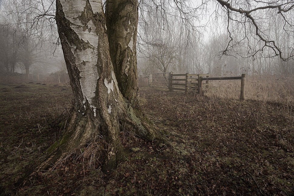 brown tree bar k, landscape HD wallpaper