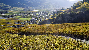 photo of green leaf plant field with background of mountain, sion