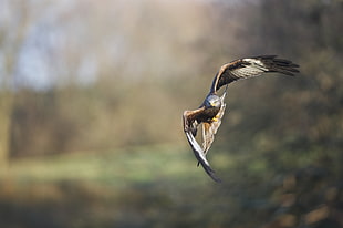 Aerial View of black, white and brown bird during daytime