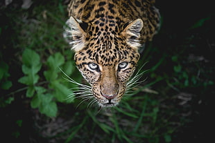 brown and black cheetah