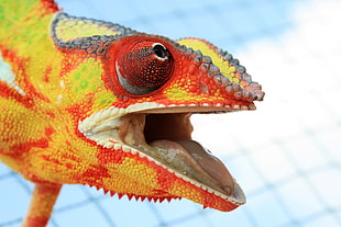 red and yellow fish lure, animals, chameleons, colorful, closeup HD wallpaper