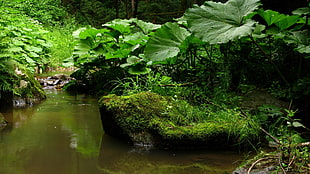landscape photography of green leaf plants near body of water