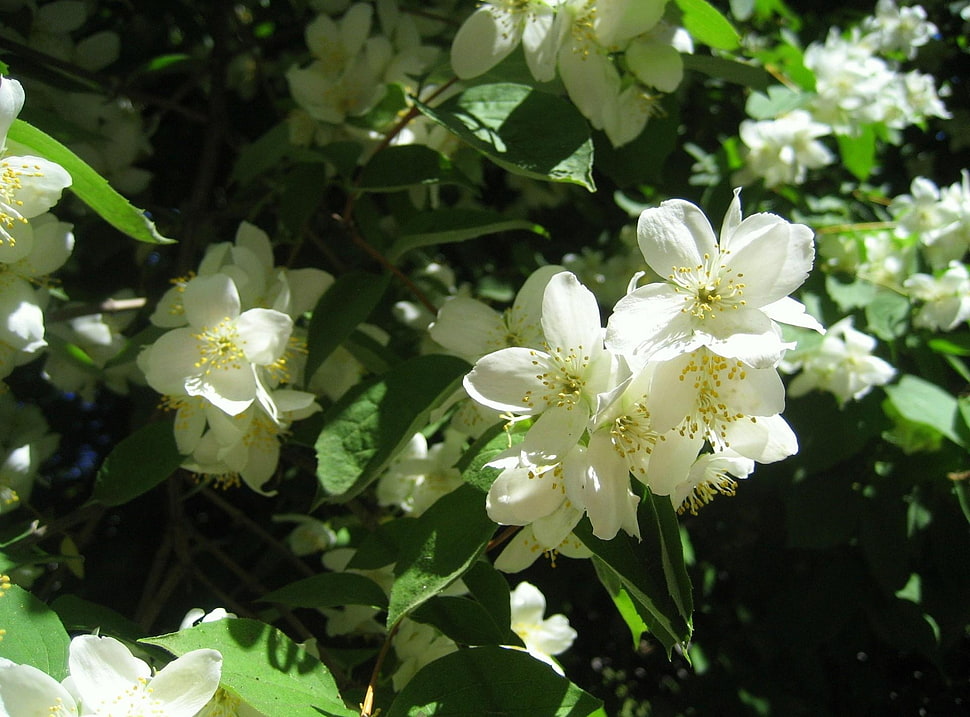 white flowers HD wallpaper