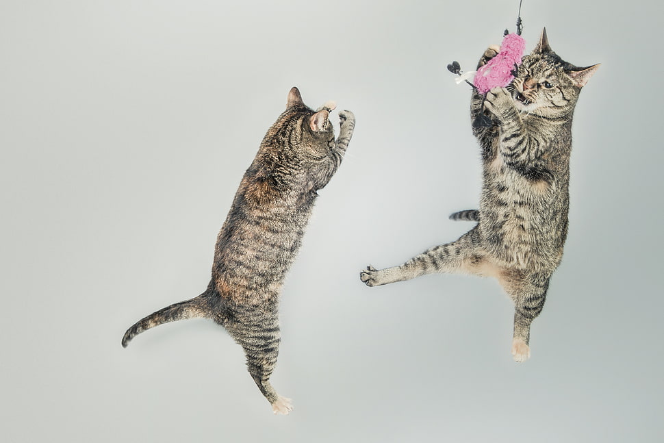 jumping, cute, playing, animals HD wallpaper