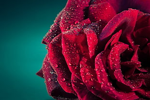 closeup photo of red rose with dew