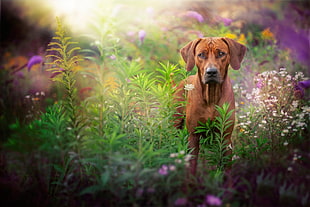 brown Rhodesian Ridgeback dog on flower garden during daytime