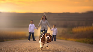 white and brown English beagle, families, road, holding hands, depth of field