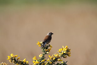 black and brown short-beak bird HD wallpaper