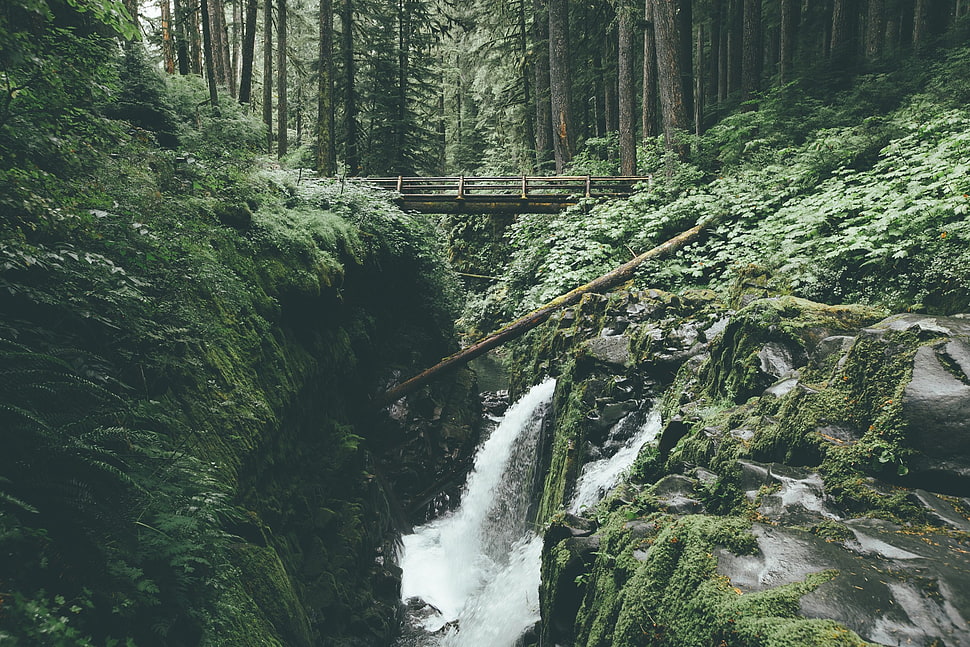 brown wooden bridge, river, forest, trees, nature HD wallpaper