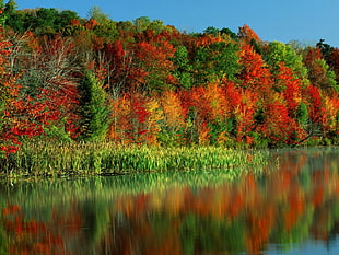 assorted trees beside body of water during daytime