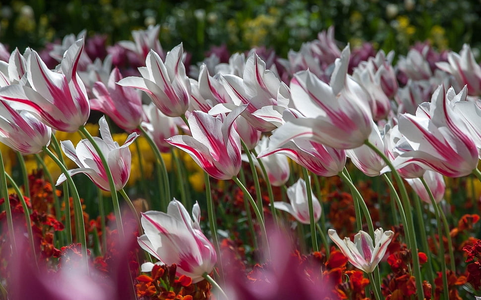 Tulips,  Flowers,  Striped HD wallpaper