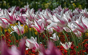 Tulips,  Flowers,  Striped