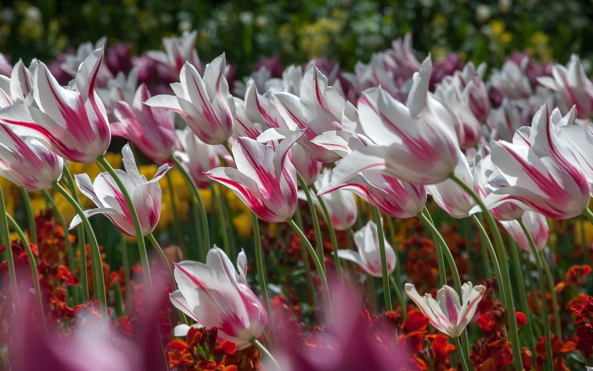 Tulips,  Flowers,  Striped