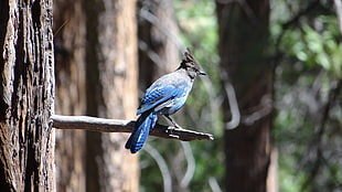 blue jay bird, animals, birds, trees, depth of field HD wallpaper