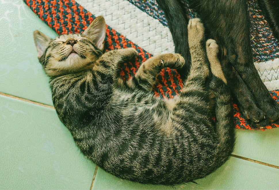silver-Tabby cat, Kitten, Sleep, Lies HD wallpaper