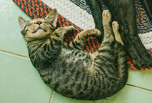 silver-Tabby cat, Kitten, Sleep, Lies