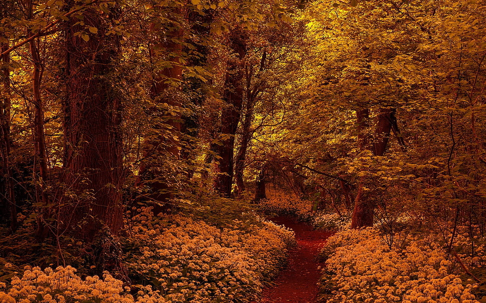 brown leafed trees HD wallpaper